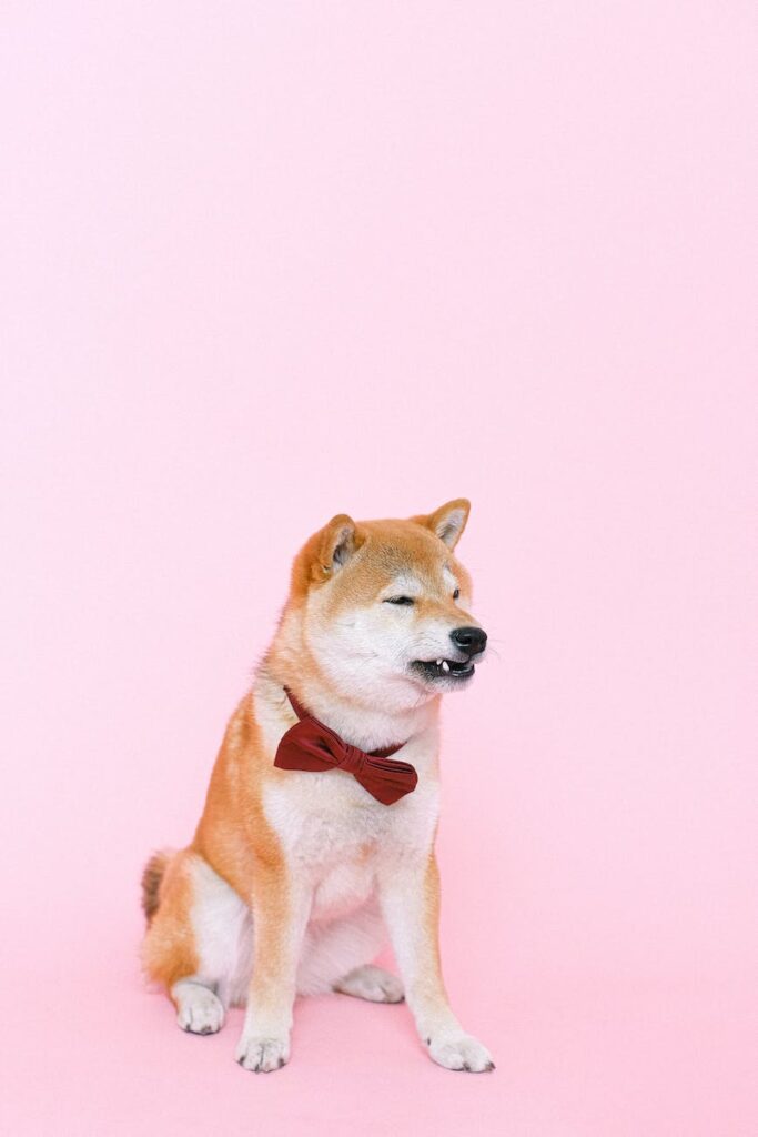 shiba inu wearing bowtie